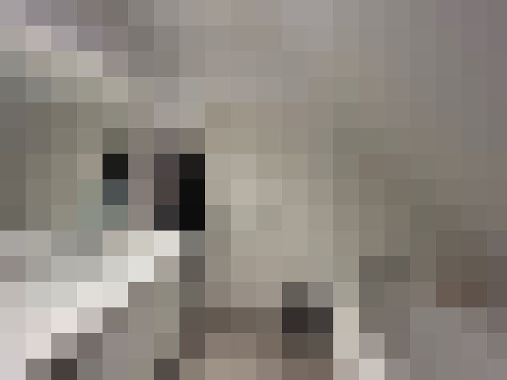  / #15