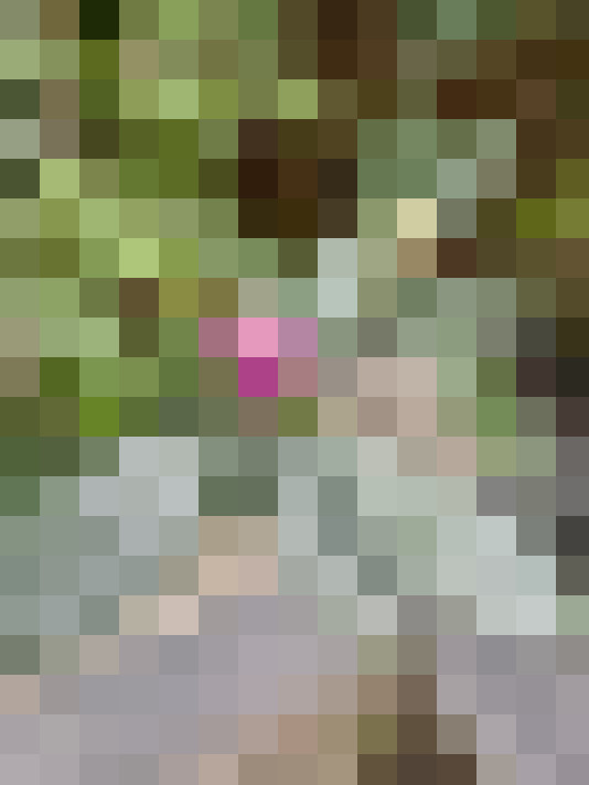Image 29