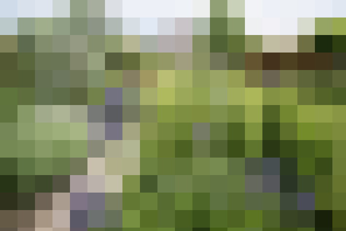 Image 13