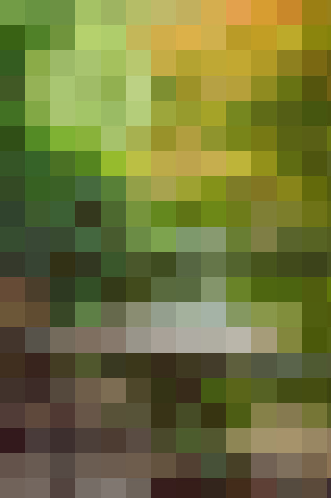 Image 13