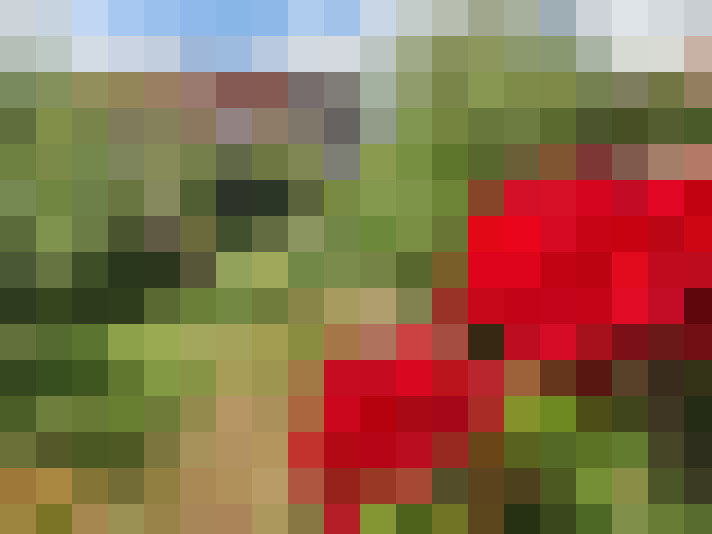 Image 33