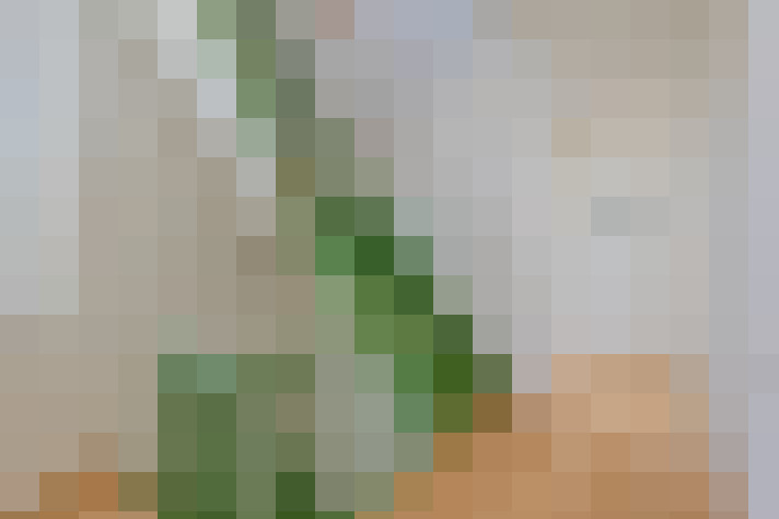 Image 16